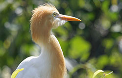 birds photography