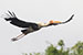 A painted stork