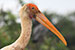 Bright beak of a stork