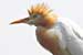 birds photography_Cattle egret