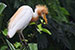 Cattle egret on a branch