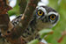 Close up of Spotted owl