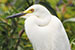 Close up of snowy egret