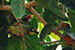 Coppersmith barbet perched
