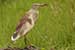 Pond heron