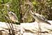 Grey pond heron