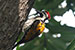 White naped woodpecker