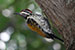 White naped woodpecker