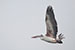 Pelican flying