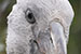 closeup of openbill bird