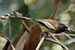 indian Rufous Treepie bird