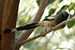 indian Rufous Treepie bird long tailed