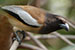 indian Rufous Treepie closeup bird