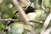 indian long tailed Rufous Treepie bird