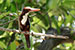 indian white throated kingfisher