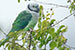 malabar parakeet female on a branch