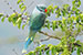 malabar parakeet male on a branch
