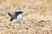 oriental magpie robin on sand