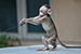 monkey playing on a car