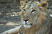 wild-life photography_sitting lion