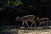 wild-life photography_walking deer fawns