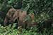 wild-life photography_elephant returning forest
