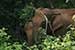 wild-life photography_elephant returning forest