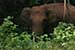 wild-life photography_looking elephant