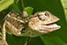 wild-life photography_lizard head coming out from bush