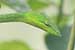 wild-life photography_green snake