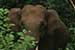 wild-life photography_elephant head facing